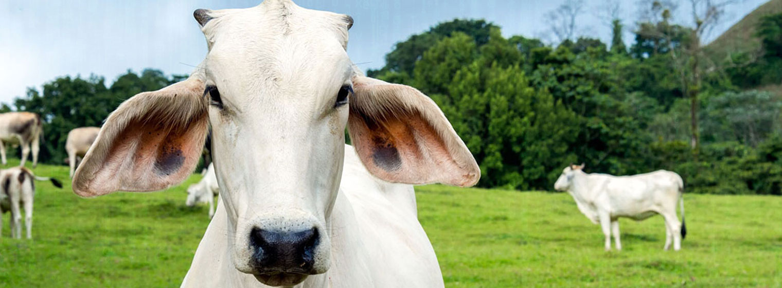 Solução da UniSoma impacta em melhoramento genético de gado