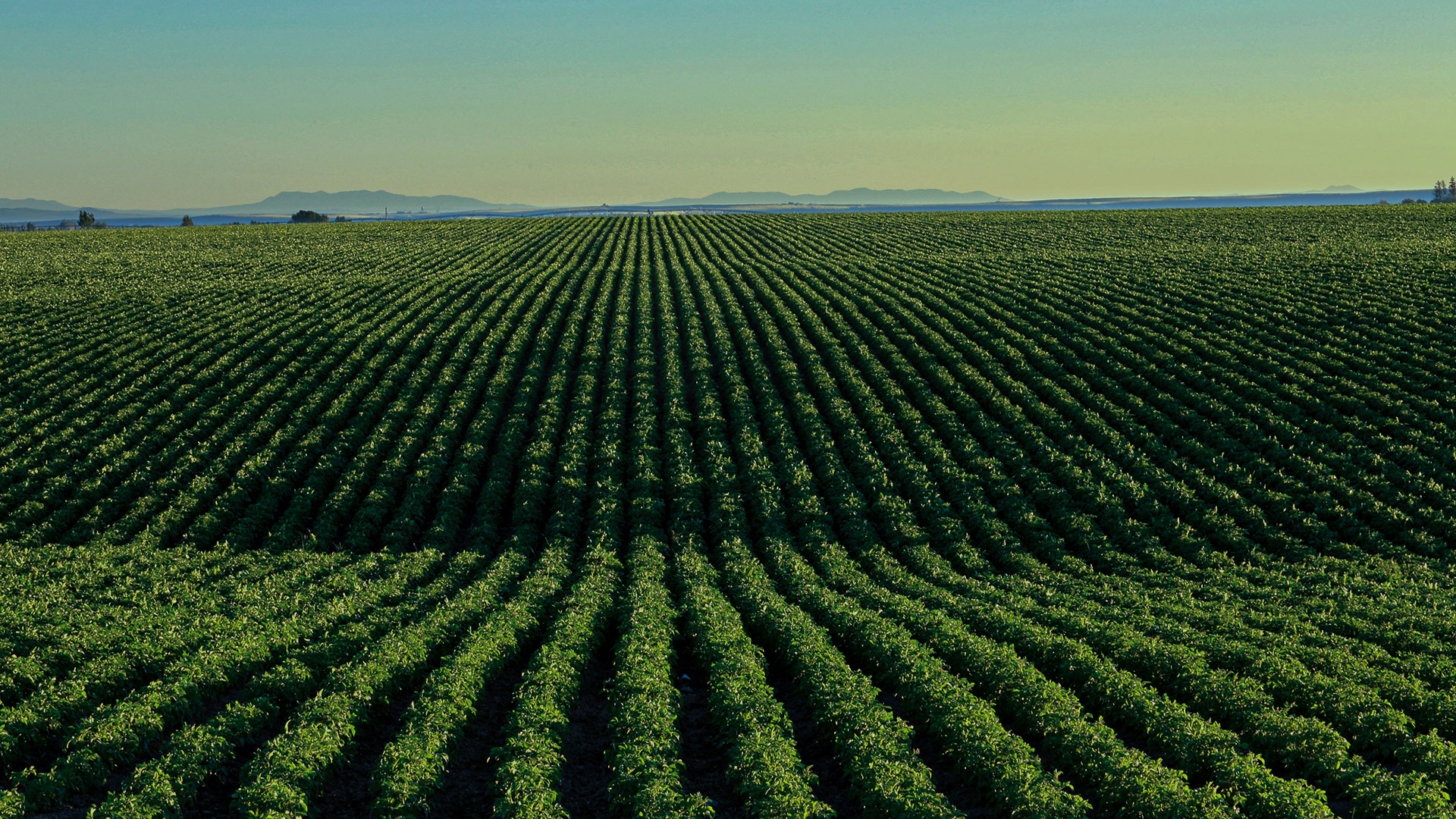 IA no agronegócio: soluções colocadas em prática na Tereos